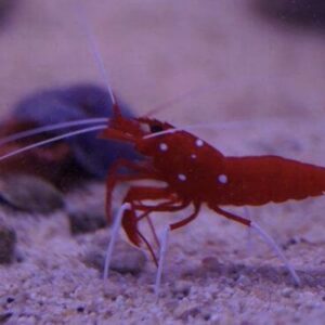 Lysmata debelius Kardinals-Putzergarnele