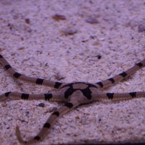 Ophiolepis superba, Prächtiger Schlangenstern