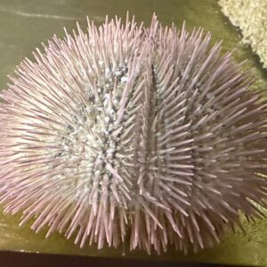 Lytechinus sp Seeigel ca 10cm