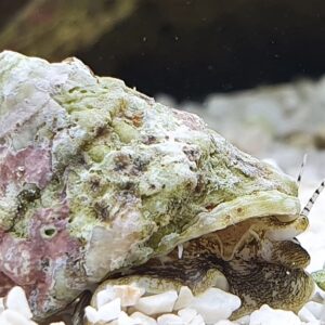 Lithopoma Astraea sp