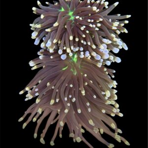 Euphyllia Darth Vader, NZ WYSIWYG