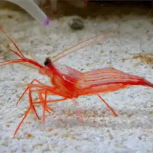 Lysmata wurdemanni Wurdemanns Garnele