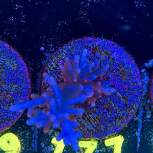 Acropora echinata M, WYSIWYG