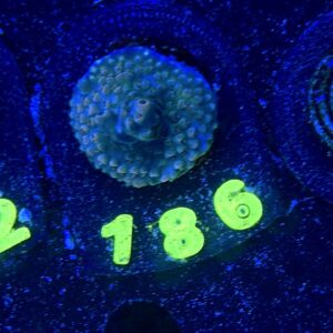 Acropora sp S, WYSIWYG