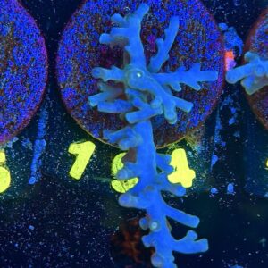 Acropora echinata M, WYSIWYG