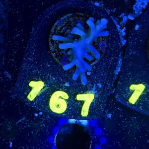 Acropora echinata S, WYSIWYG