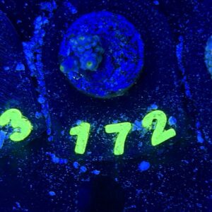 Acropora tenuis S, WYSIWYG