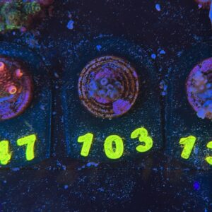 Acropora tenuis S, WYSIWYG