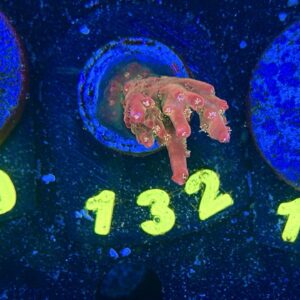 Acropora Pinky the Bear S, WYSIWYG