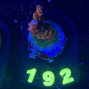 Acropora PC Rainbow , WYSIWYG