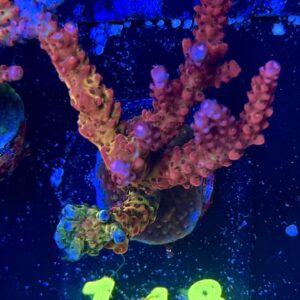 Acropora PC Rainbow M-L, WYSIWYG
