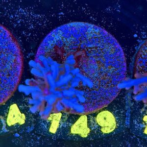 Acropora echinata M, WYSIWYG