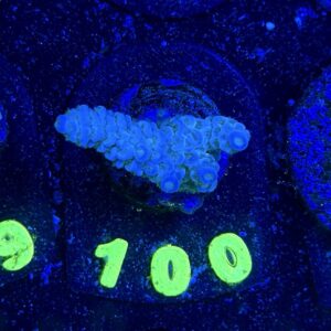 Acropora tenuis S, WYSIWYG