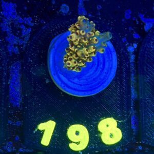 Acropora pikachu , WYSIWYG