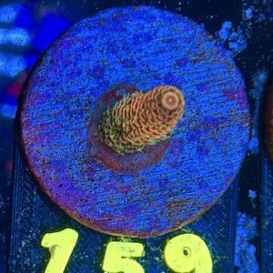 Acropora millepora S, WYSIWYG