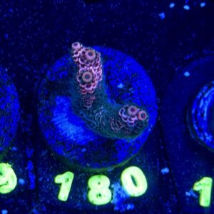 Acropora millepora S, WYSIWYG