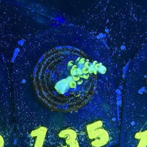 Acropora tenuis S, WYSIWYG