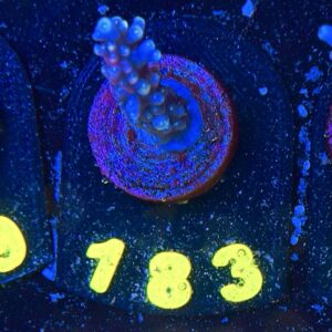 Acropora sp S, WYSIWYG