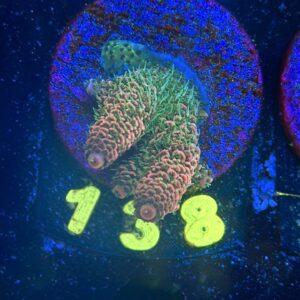 Acropora millepora M, WYSIWYG