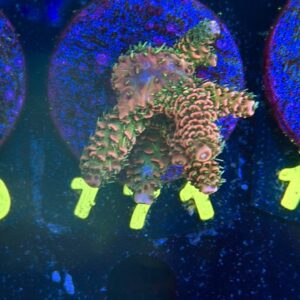 Acropora millepora M, WYSIWYG