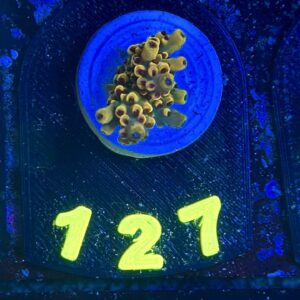 Acropora pikachu , WYSIWYG