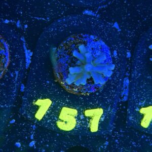 Acropora echinata S, WYSIWYG