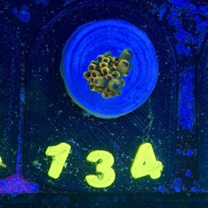 Acropora pikachu , WYSIWYG