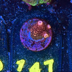 Acropora millepora S, WYSIWYG