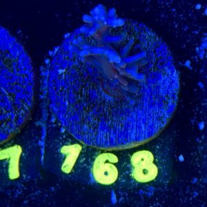 Acropora echinata M, WYSIWYG