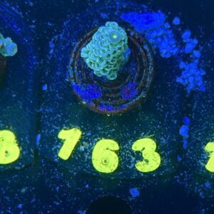 Acropora tenuis S, WYSIWYG