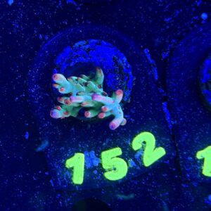 Acropora Strawberry Shortcake S, WYSIWYG