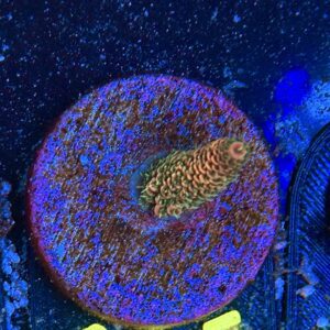 Acropora millepora S, WYSIWYG