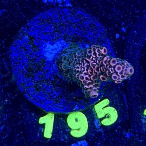 Acropora millepora S, WYSIWYG