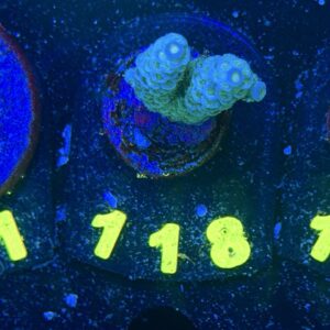 Acropora tenuis S, WYSIWYG