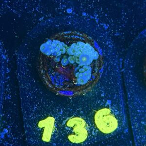 Acropora tenuis S, WYSIWYG