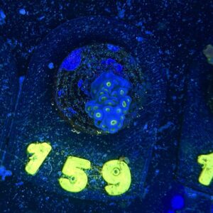 Acropora tenuis S, WYSIWYG