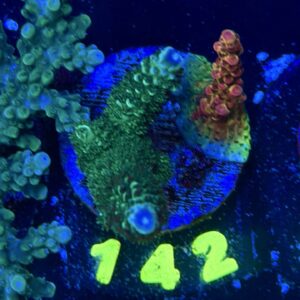 Acropora sp M, WYSIWYG