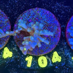 Acropora echinata M, WYSIWYG