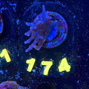 Acropora echinata S, WYSIWYG