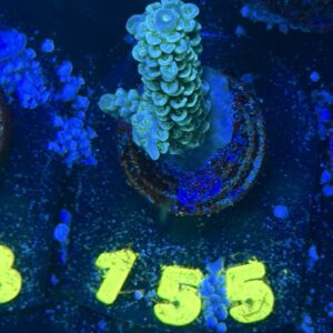 Acropora tenuis S, WYSIWYG