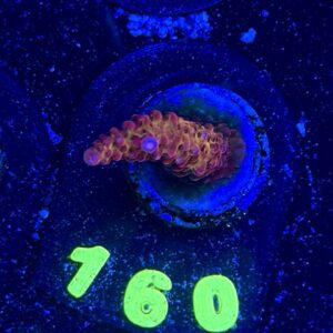 Acropora PC Rainbow S, WYSIWYG