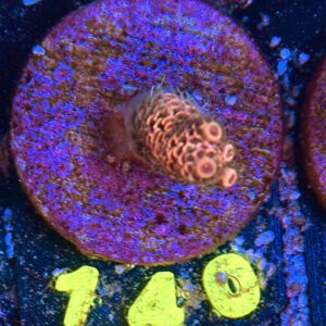 Acropora millepora S, WYSIWYG