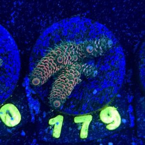 Acropora millepora S, WYSIWYG