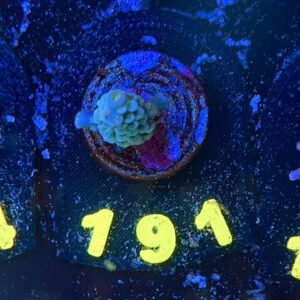 Acropora tenuis S, WYSIWYG