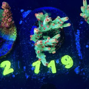 Acropora Strawberry Shortcake M, WYSIWYG