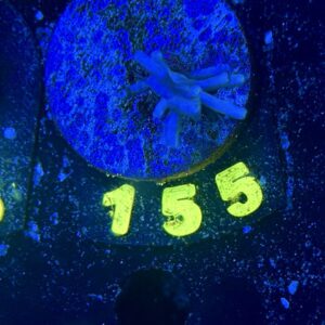 Acropora echinata S, WYSIWYG