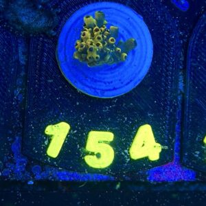 Acropora pikachu , WYSIWYG