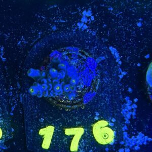 Acropora tenuis S, WYSIWYG