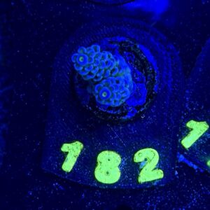 Acropora tenuis S, WYSIWYG