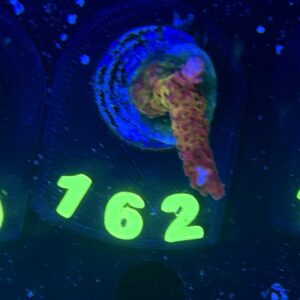 Acropora PC Rainbow , WYSIWYG